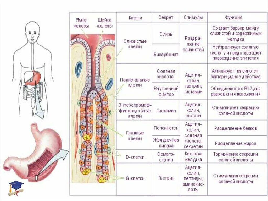 Функциями и клетками слизистой оболочки желудка. Клетки слизистой оболочки желудка секретируют. Париетальные клетки слизистой оболочки желудка секретируют. Железистые клетки желудка. EC клетки желудка.