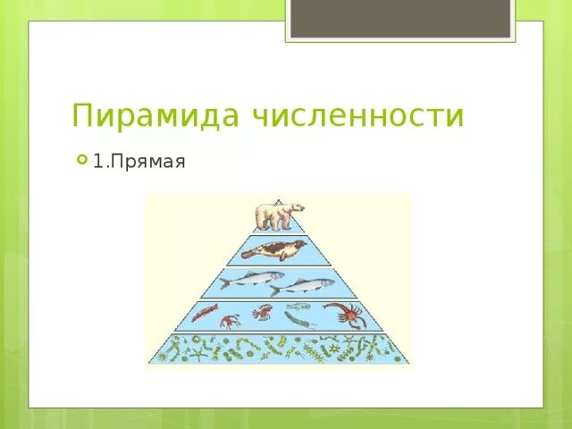 Экологическая пирамида численности. Пирамида численности. Прямая пирамида численности. Экологическая пирамида чисел. Пирамиды численности прямая и Перевёрнутая.