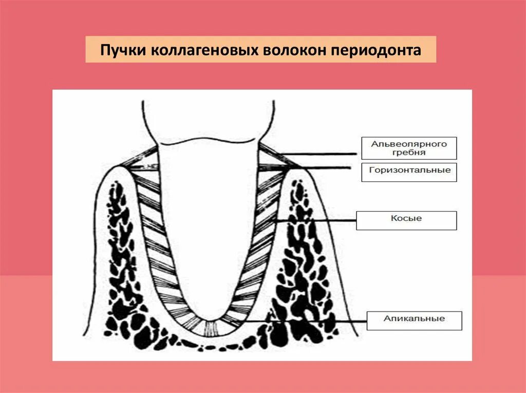 Коллагеновые волокна периодонта. Альвеолярные гребешковые волокна периодонта. Схема расположения пучков коллагеновых волокон в периодонте. Анатомия периодонта зуба. Периодонт зуба гистология.