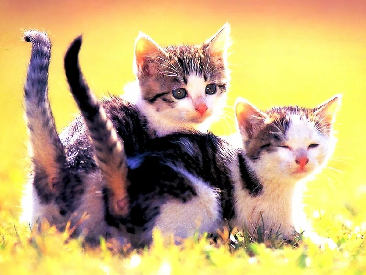 Kitten for 2