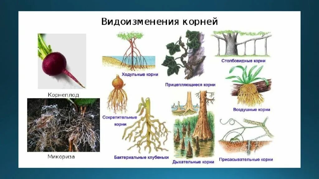 Видоизмененные корни корнеплоды. Видоизменения корня растения.