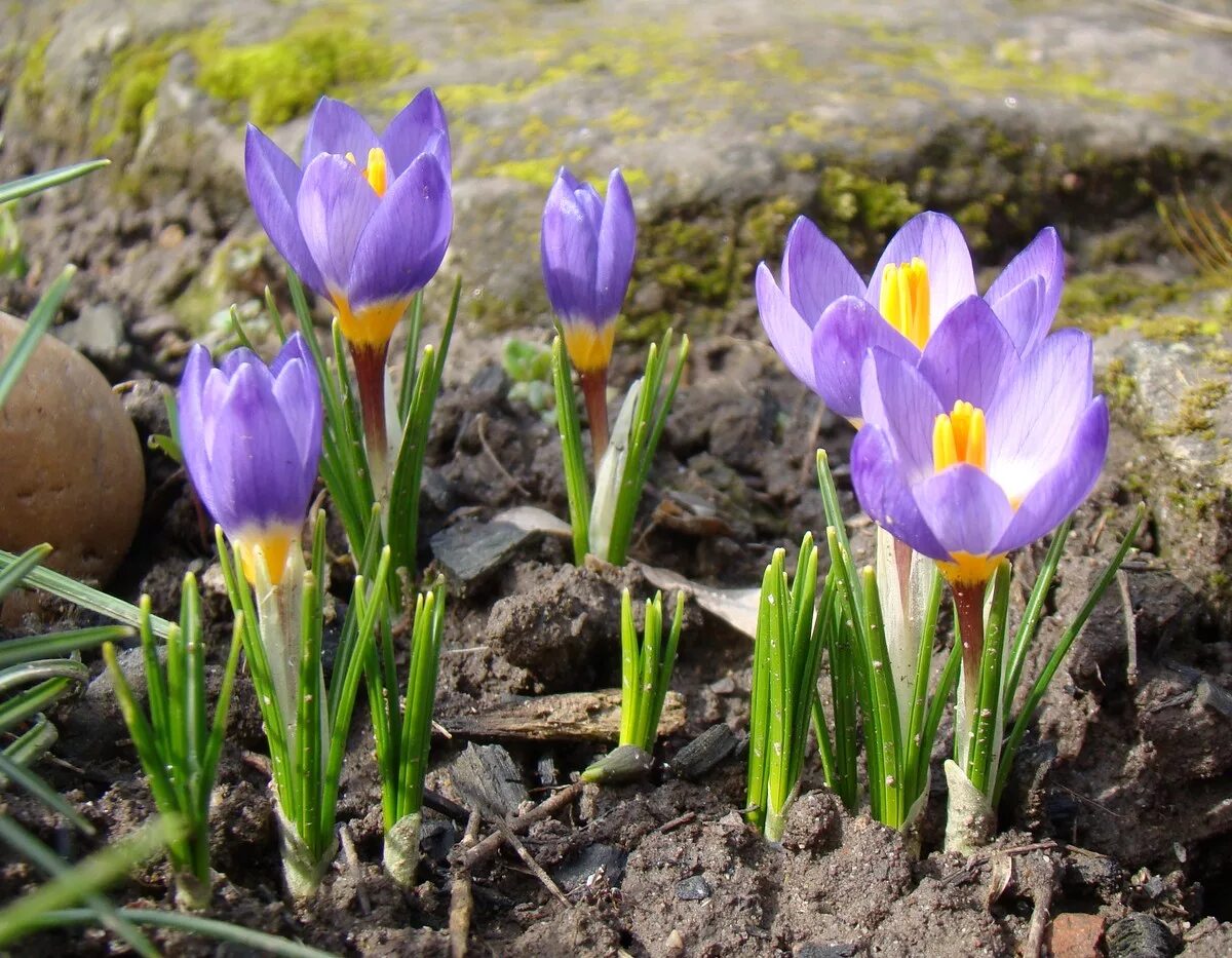 Предсказания о крокусе. Крокус Сайбери. Crocus biflorus. Растения Краснодарского края Шафран.