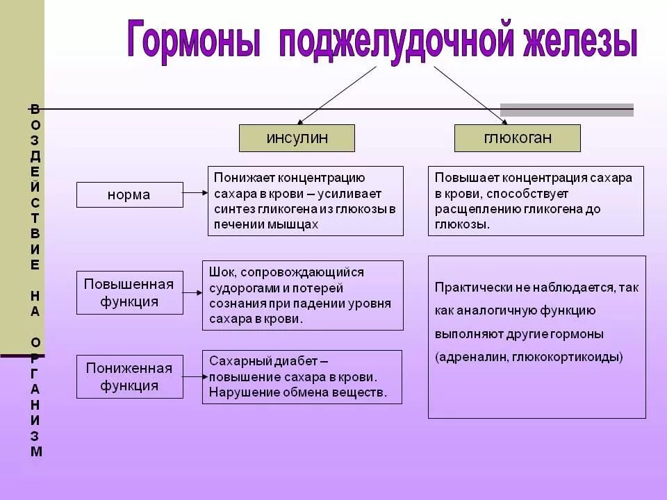 Поджелудочная железа гормоны и функции. Структуры вырабатывающие гормоны поджелудочной железы. Гормоны поджелудочной железы и их функции. Поджелудочная железа гормоны и функции таблица.