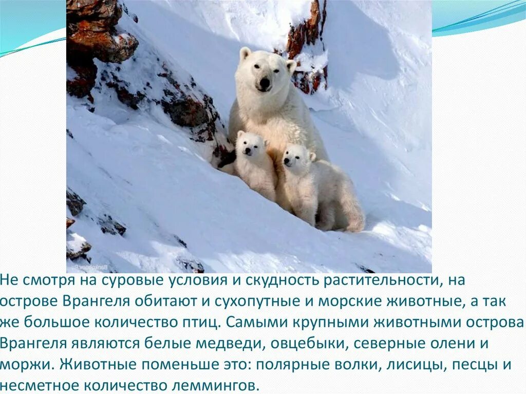 Остров врангеля сообщение 4 класс. Остров врангеля сообщение 4 класс