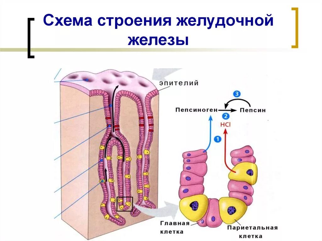 Строение желез желудка. Железа желудка схема строения. Строение желез желудка клетки. Клетки желудка схема. Строение париетальной клетки желудка.