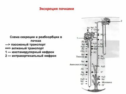 Экскреция что это