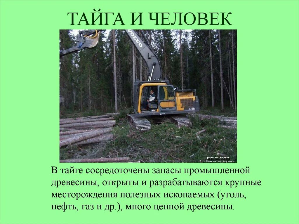 Главное богатство тайги древесина. Тайга презентация. Доклад о тайге. Тайга презентация 4 класс. Тайга слайд.