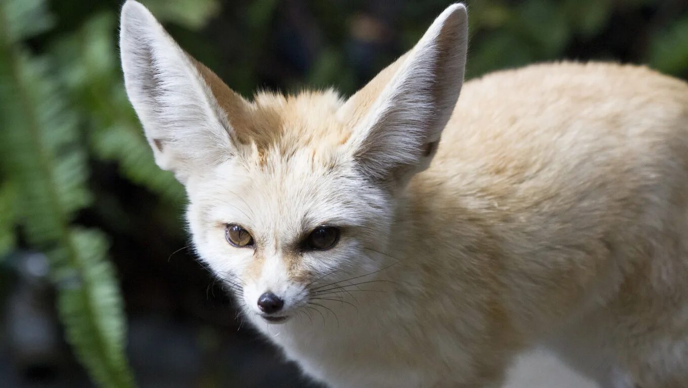 Fennec fox