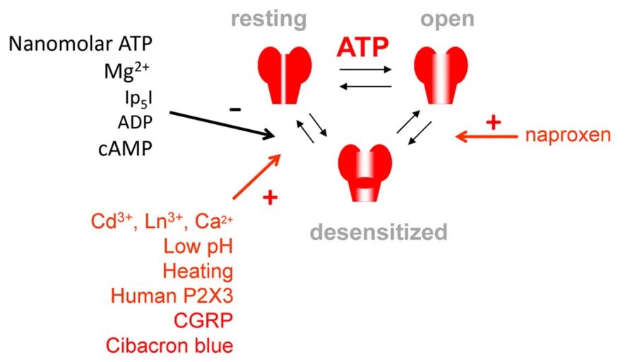 Taste receptors. Cibacron Blue. ВСR-Рецептор в-лимфоцитов функции. T1r1/t1r3 receptor. Open rest