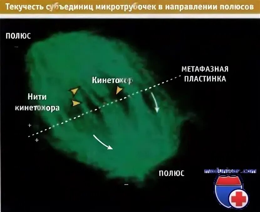 Вещество разрушающее микротрубочки веретена деления. Где происходит образование веретена деления. Микротрубочки митотического веретена. Микротрубочка кинетохора.