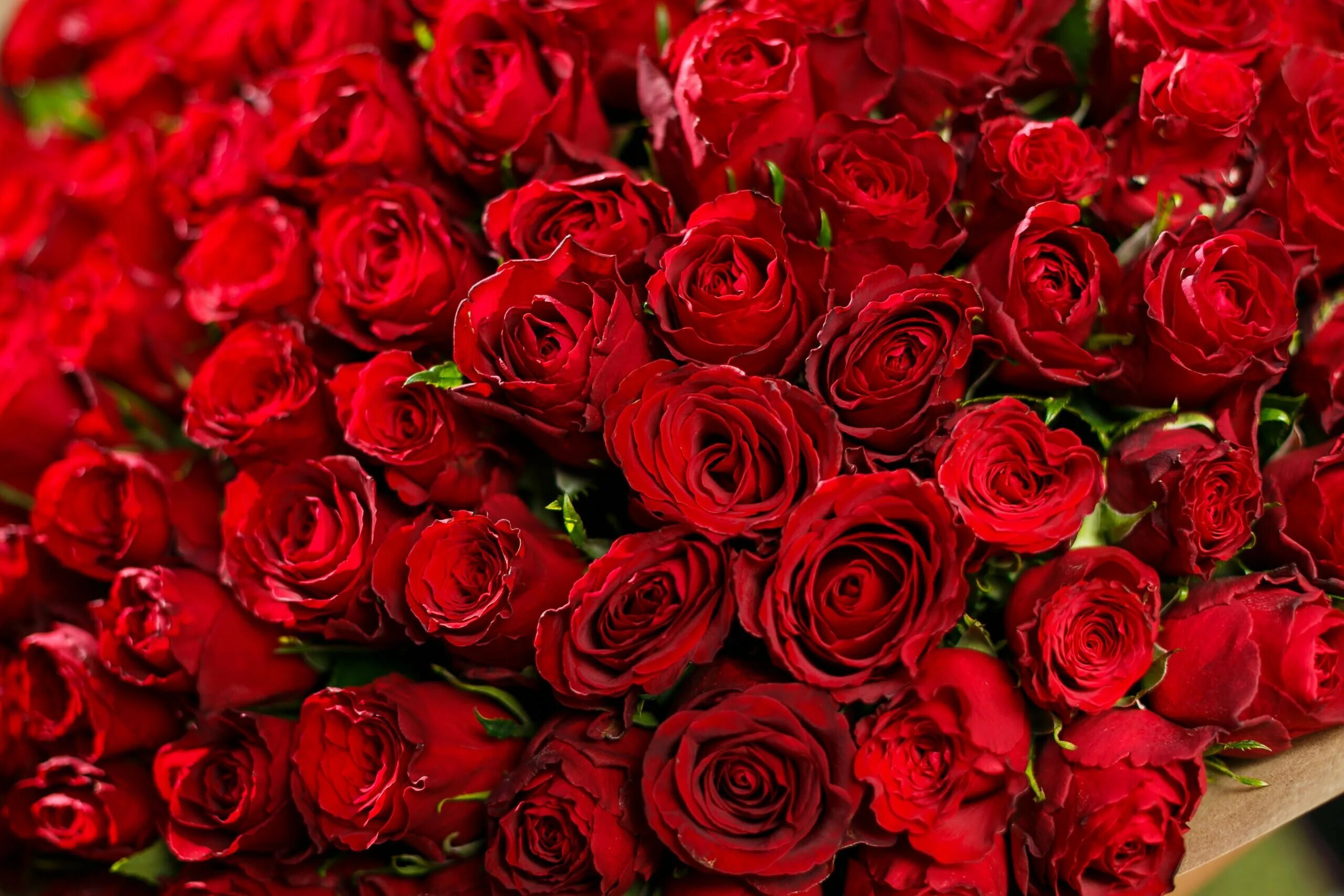 Найди цветок розы. Шикарные цветы. Букет красных роз. Огромный букет красных роз.