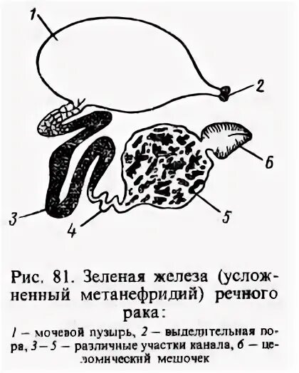 Речные раки зеленые железы. Зелёные железы у ракообразных. выделительная система ракообразных. зеленые железы членистоногих. зелёные железы (антеннальные железы).