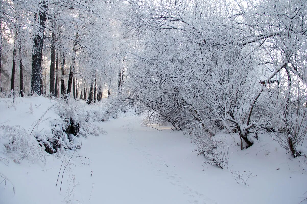Белые снеги в исполнении. Белые снеги евтушенко. Е евтушенко идут белые снеги. Идут белые снеги. Белые снеги.