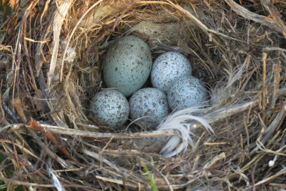 Какого цвета яйца птиц. Гнездо трясогузки. Трясогузка яйца в гнезде. Белая трясогузка гнездо. Яйца трясогузки гнездо трясогузки.
