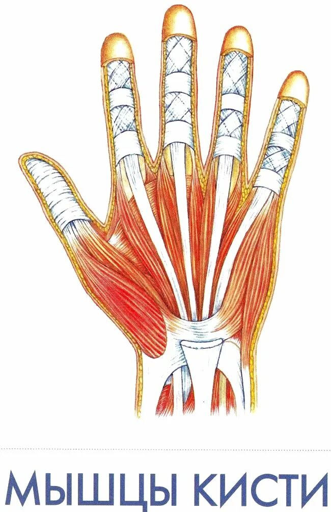 Мышцы кисти. Кисть руки анатомия строение мышц. Musculus opponens pollicis. Сухожилия сгибателей кисти анатомия. Баммес мышцы кисти.