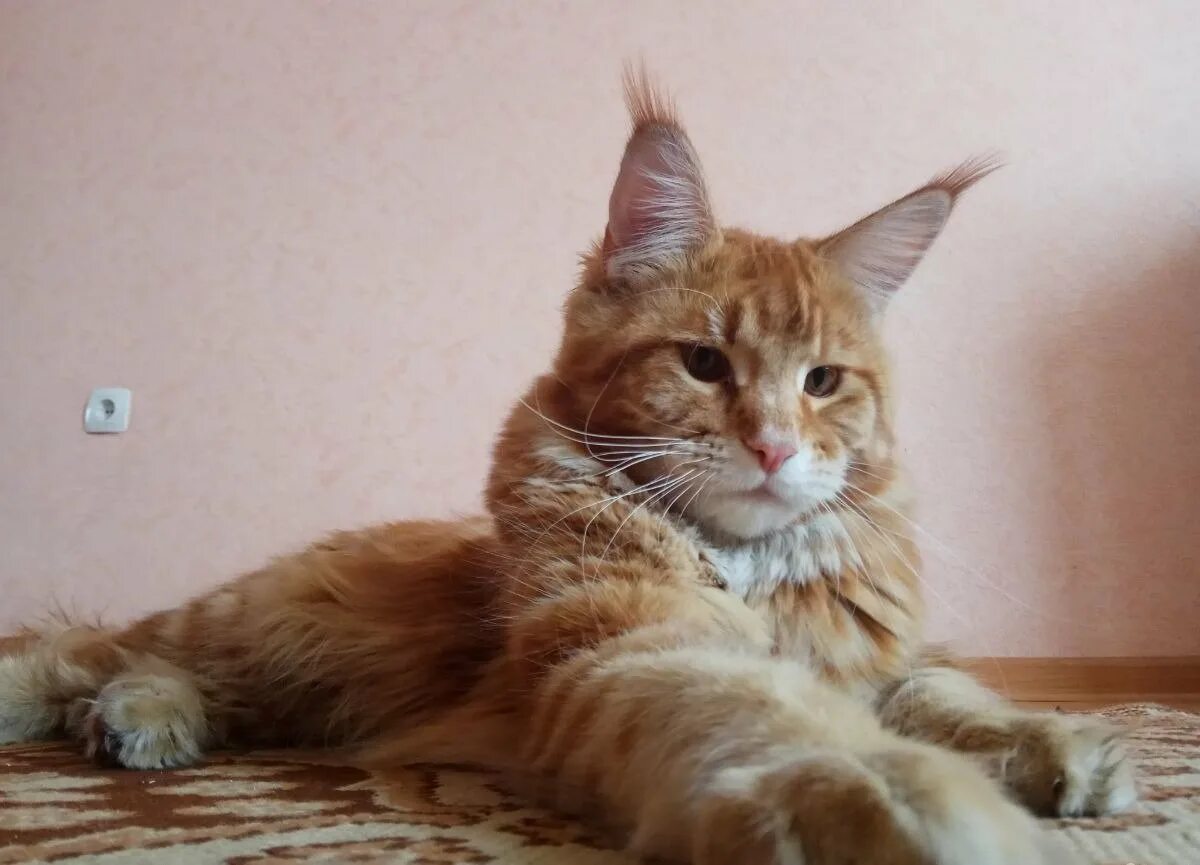 Самка мейн куна в 4 месяца. Мейн кунчики. Мейн кун самки взрослые. Кошка мейн кун. Мейн кун самка.