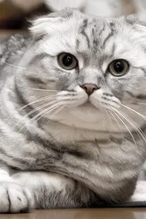 Имя кота вислоухого серого