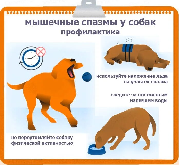 Эпилепсия у собак причины. Мышечные сокращения у собак. Эпилептические судороги у собаки.