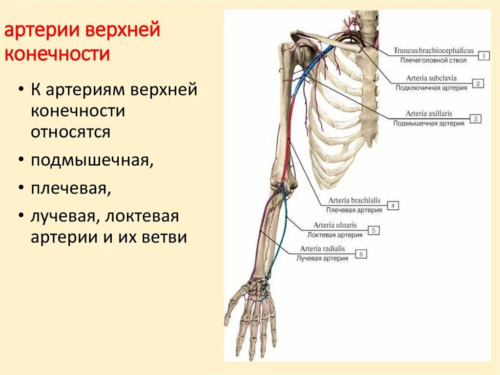 Кровообращение верхней конечности. Ветви подключичной артерии схема. Ветви подключичной артерии анатомия. Подключичная артерия схема. Подключичная артерия топография ветви.