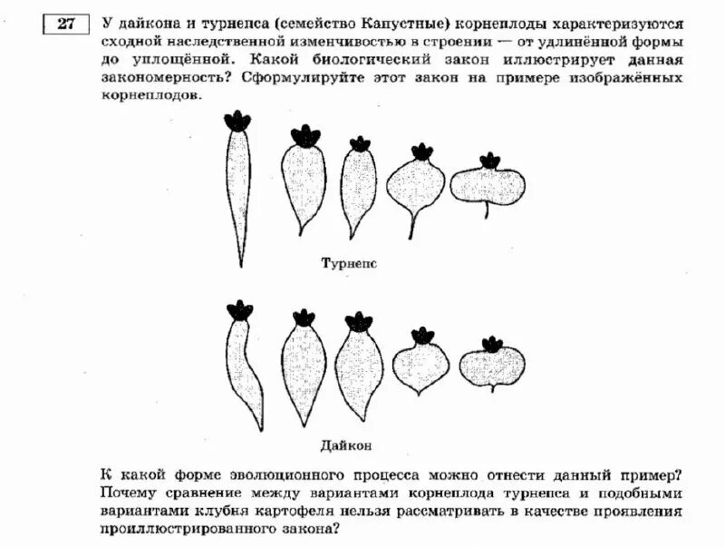 Чем полезен дайкон для организма человека. Зелень турнепса. Корнеплоды моркови репы и свеклы. Турнепс брюква. У дайкона и турнепса корнеплоды характеризуются.