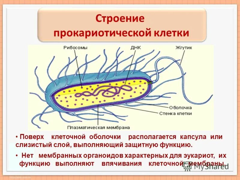 Eucariota 2021. строение прокариотической клетки бактерии. Eucariota fylogeny 2021. типы клеток прокариоты. капсула эукариот.