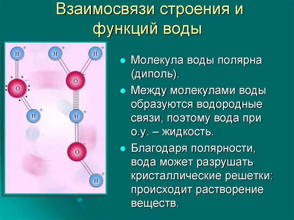 Особенности строения связанной воды. Строение воды полярность молекулы. Соединение молекул воды. Молекула воды диполь. Взаимосвязи строения и функций молекул.