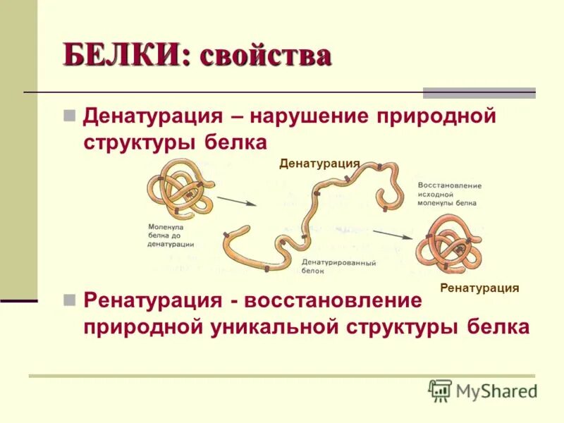 уровни организации молекулы белка. структура белковой молекулы денатурация ренатурация. белки уровни организации белковой молекулы функции белков. нарушение природной организации белковой молекулы. нарушение природной организации белковой молекулы.