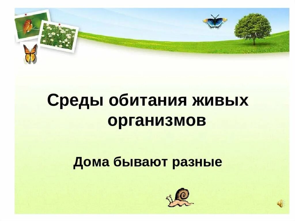 Среды обитания организмов. Среды обитние организмов. Среда обитания это в биологии. Среды обитания организмов 5 класс.