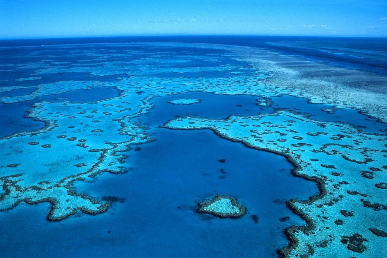 Great coral reef