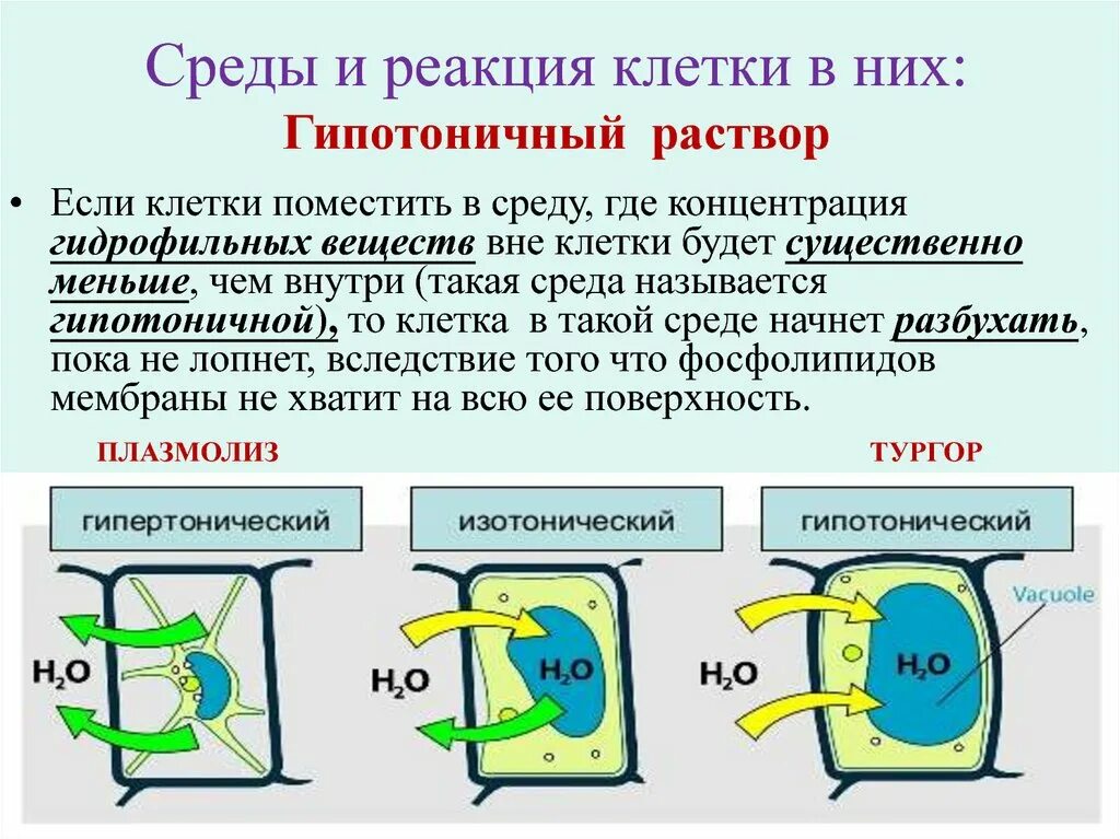 Растительная клетка в гипертоническом растворе. Гемолиз в гипотоническом растворе. Растительная клетка в гипотоническом растворе. Клетка в гипертоническом растворе и гипотоническом. Гипертонический раствор клетка.