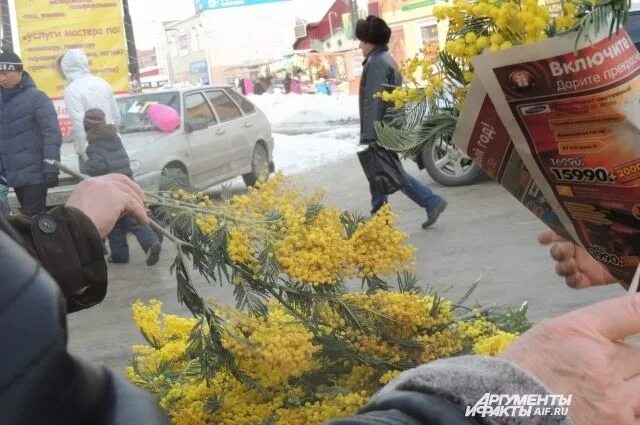 Как правильно сохранить мимозу срезанную. Как правильно сохранить мимозу срезанную
