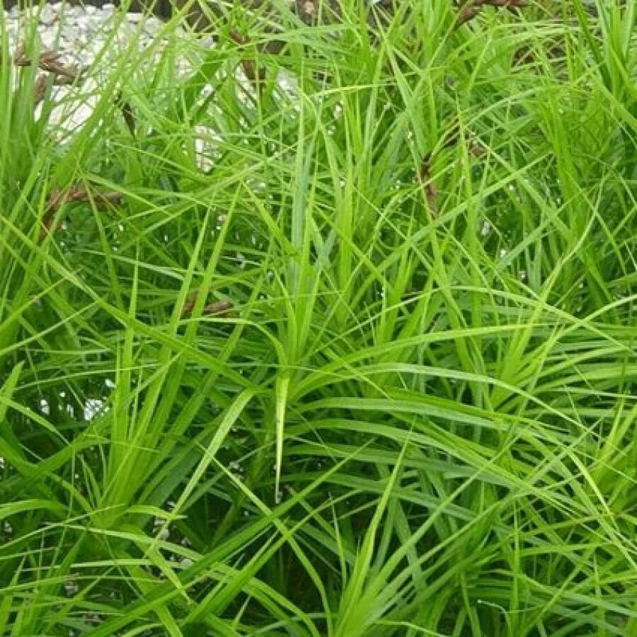 Осока carex colorgrass® phoenix green. Осока каталог. Осока горная. Осока косматая "milk chocolate". Осока гладконосая.