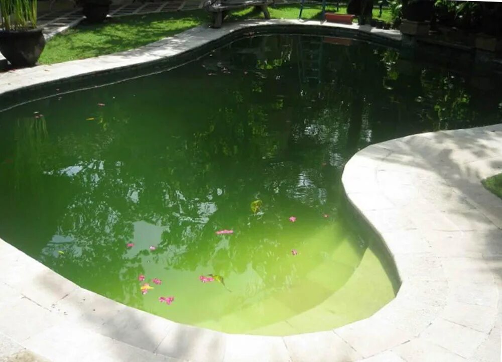 Водоросли в бассейне. Зеленая вода в бассейне. Зеленый бассейн. Прозрачный водоем. Цветущая вода в бассейне