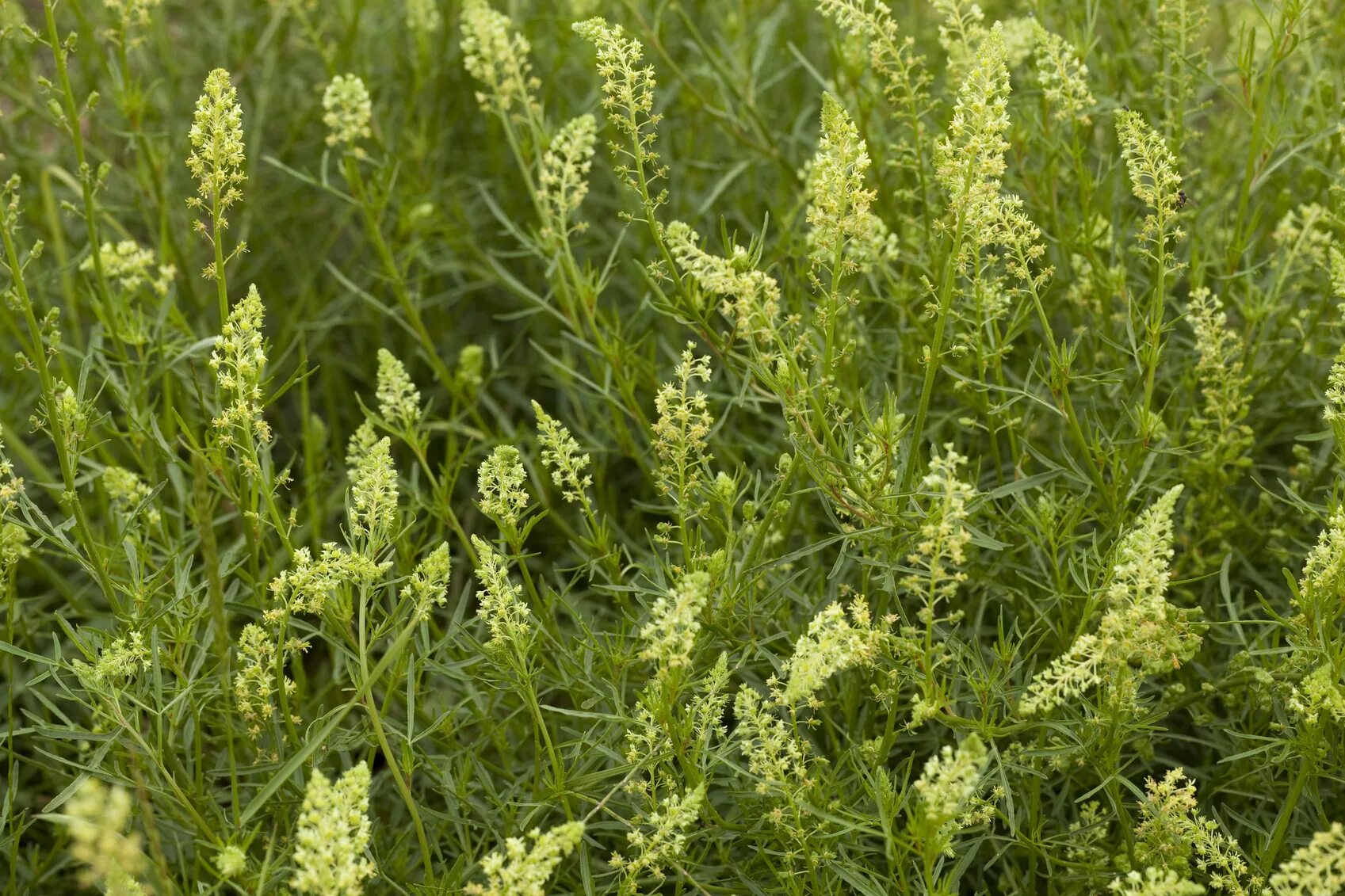 Резеда растение. Резеда Хавская душистая. Reseda odorata. Резеда жёлтая. Контакт резеда