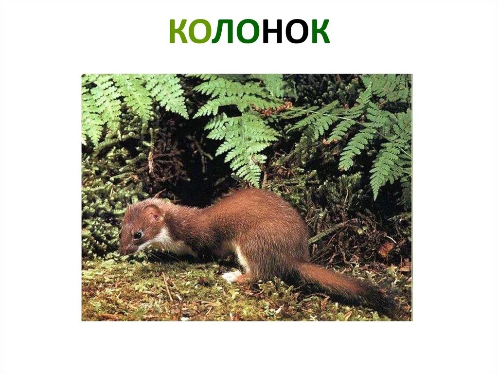 Животное без описания