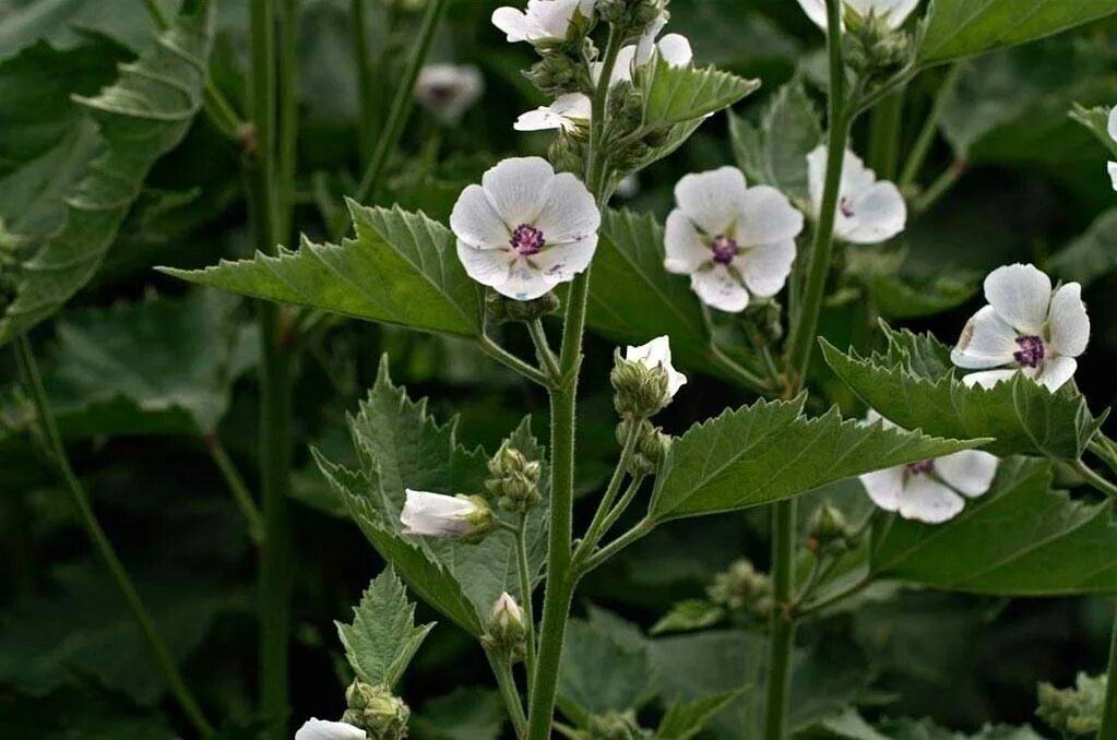 Алтей латынь. Althaea officinalis. Алтей коноплёвый. Алтей трава. Алтей лекарственный.