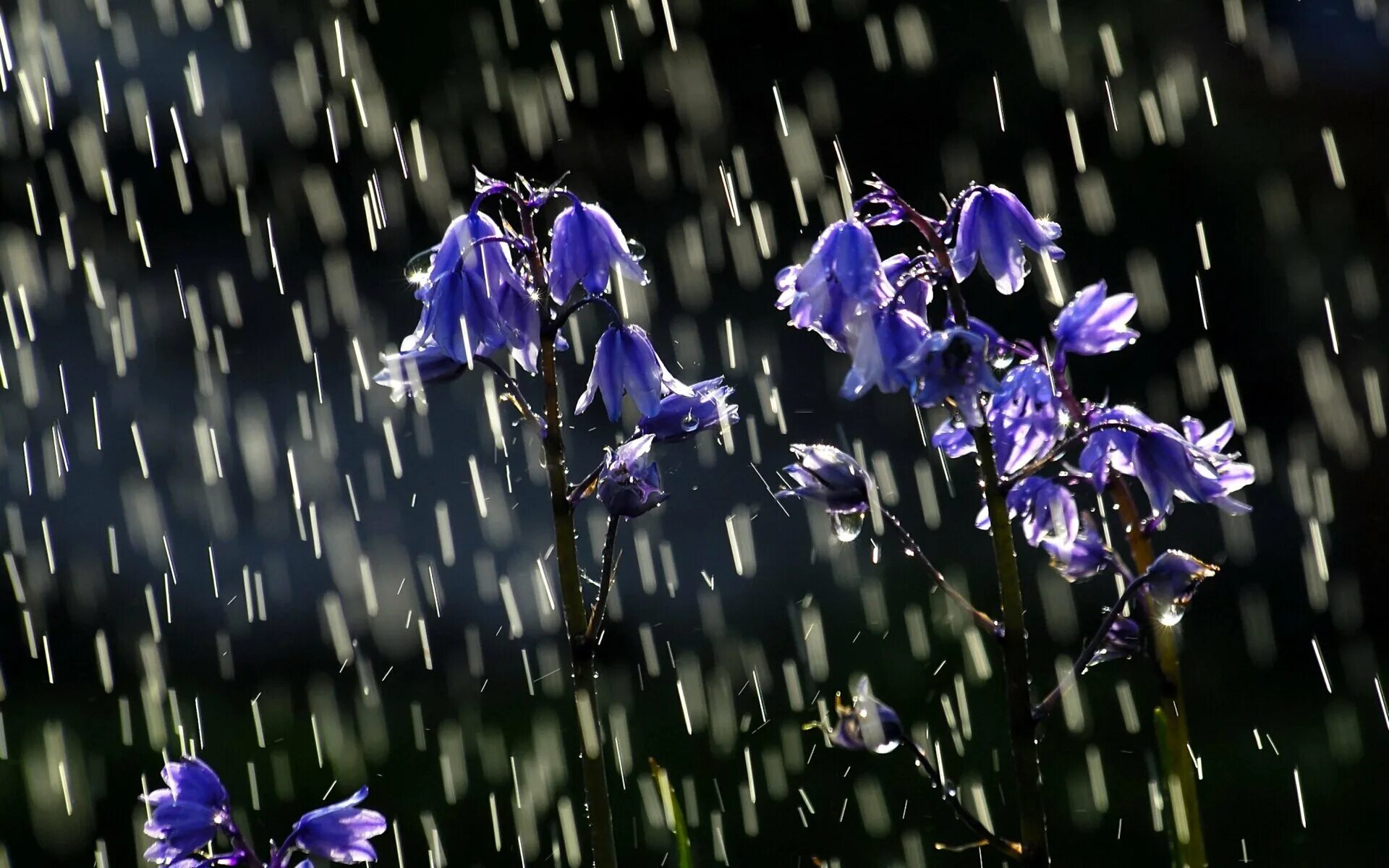 Цветы под дождем. Весенние цветы. Цветок "колокольчик". Колокольчики души