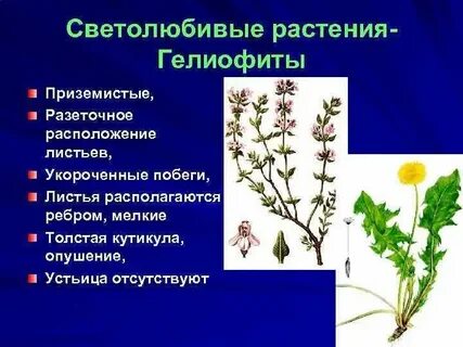Какие растения относятся к простейшим