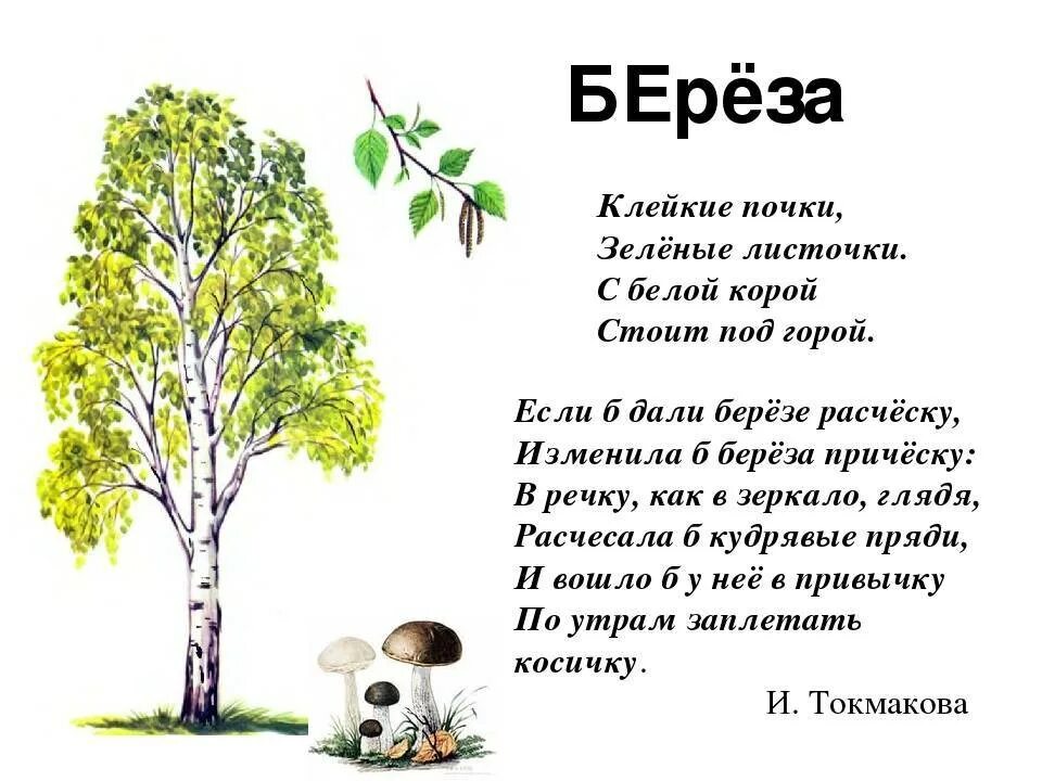 Три березы текст. Стих про березу. Стих про березу для детей. Стихатварение про берёзу. Сказка о Березе.