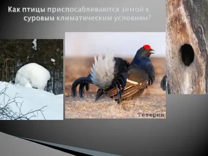 Птицы приспособлены