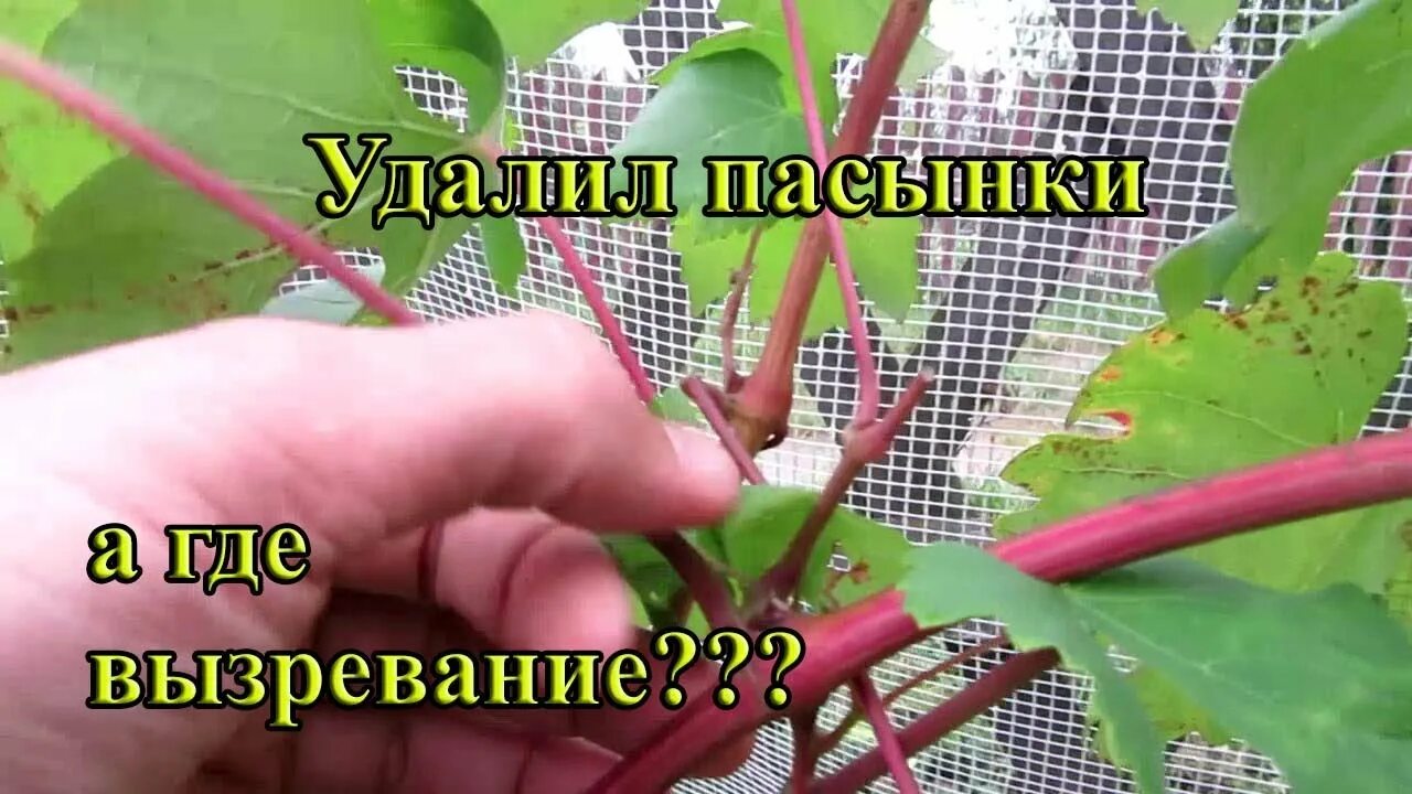 Как ускорить вызревание лозы