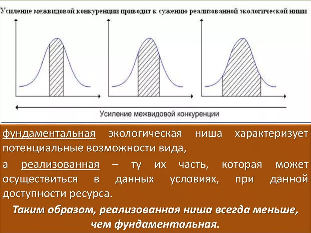 Потенциальная и реализованная экологическая ниша. Фундаментальная и реализованная экологическая ниша. Примеры фундаментальной экологической ниши. Фундаментальные и реализованные экологические ниши. Потенциальная ниша