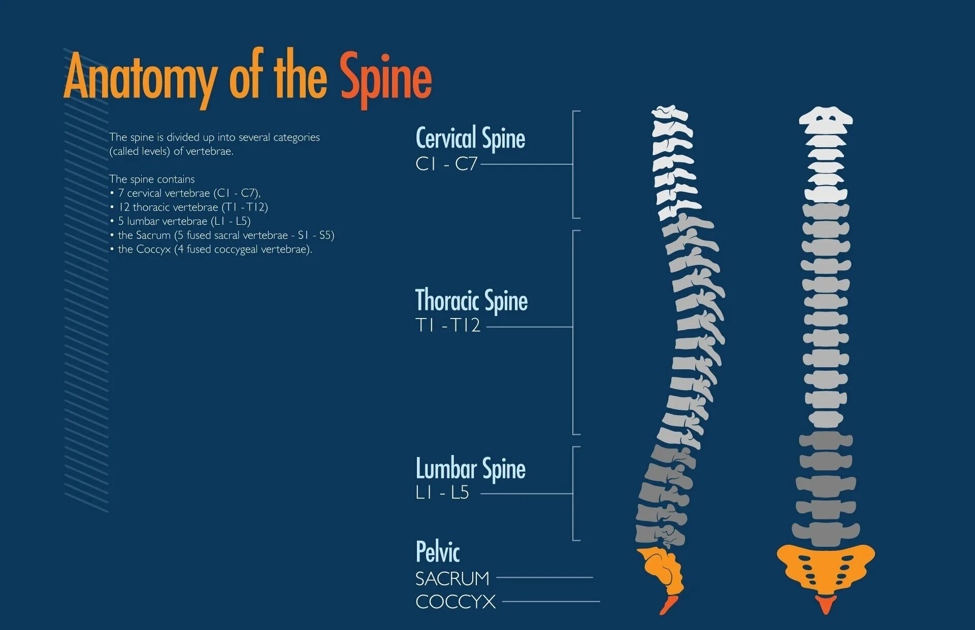 Spine дата выхода. Spine anatomy. шея инфографика. spine программа. lumbar vertebrae plaster.
