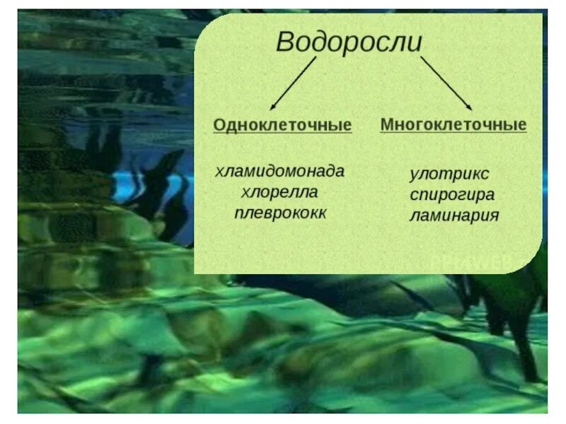 Водоросли урок