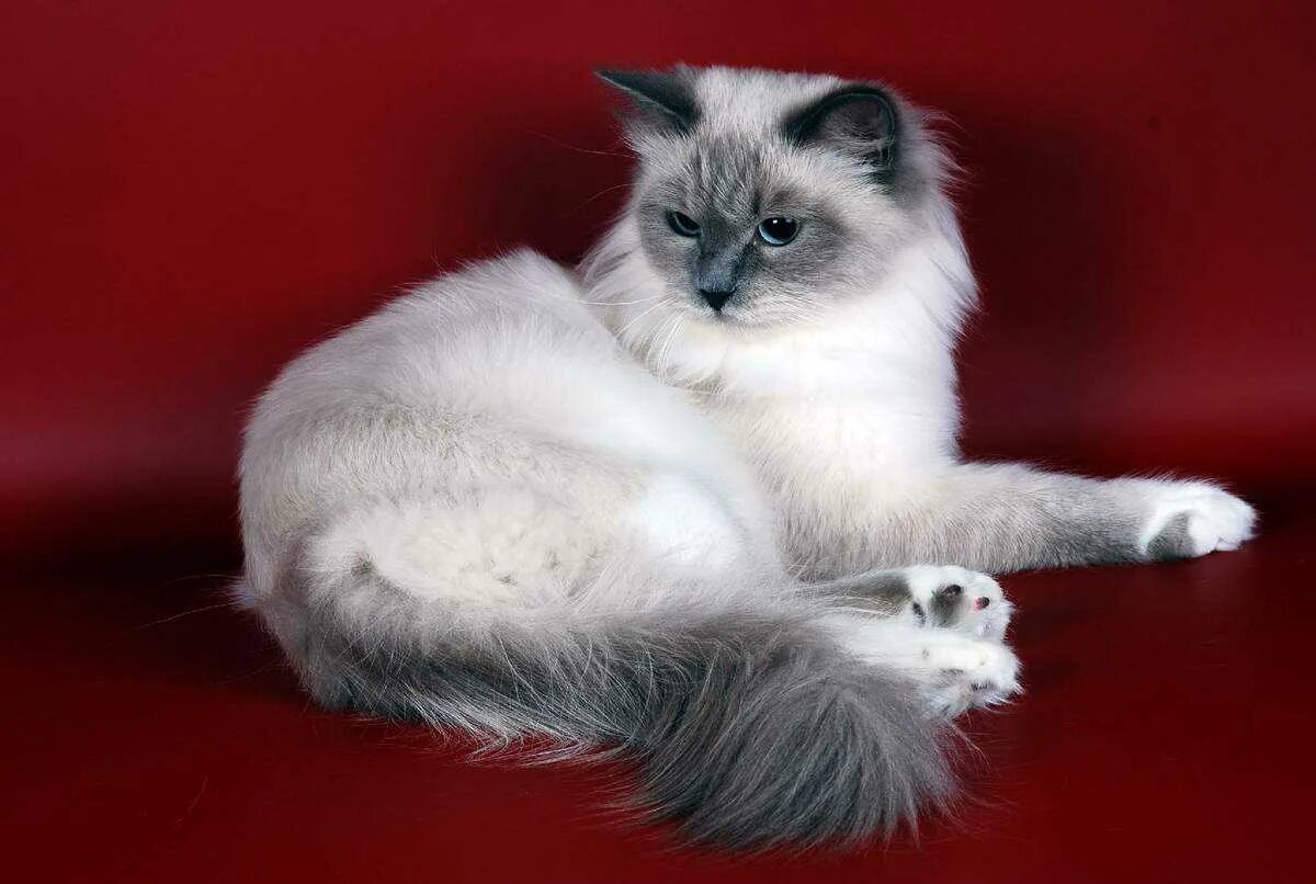 Невская маскарадная. Немецкая маскарадная кошка. Невская маскарадная кошка. Сибирская Невская маскарадная
