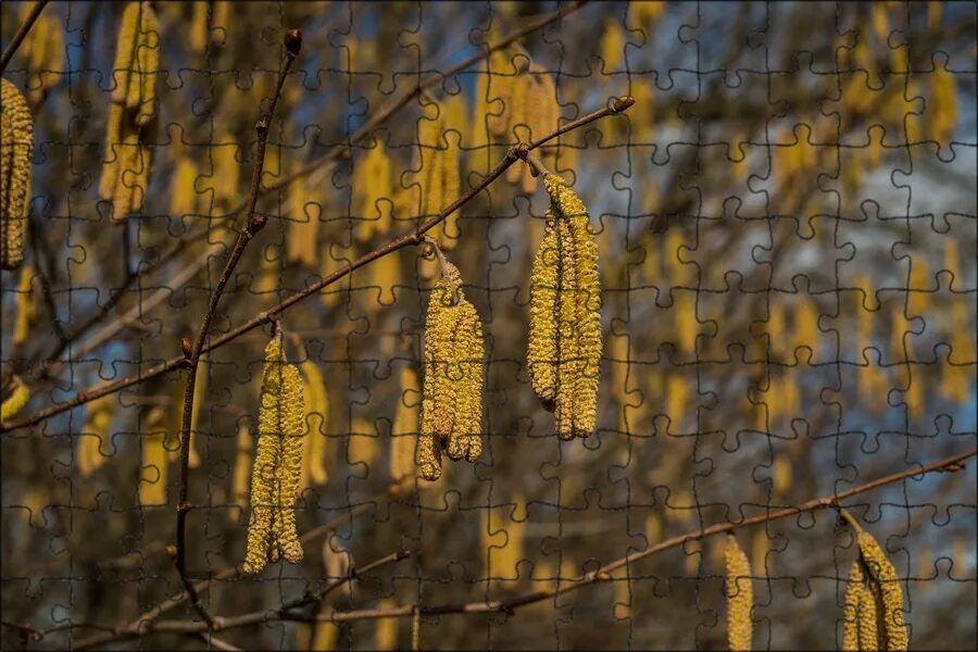 Ясень сережки. Дерево с сережками. Верба сережки весной. Дерево с сережками. Ольха почки весной.
