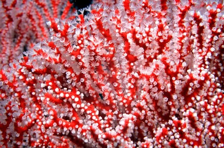 Барьерный риф. Под коралл. Водоросли кораллового рифа. Подводный мир кораллы. Коралловые рифы красного моря.