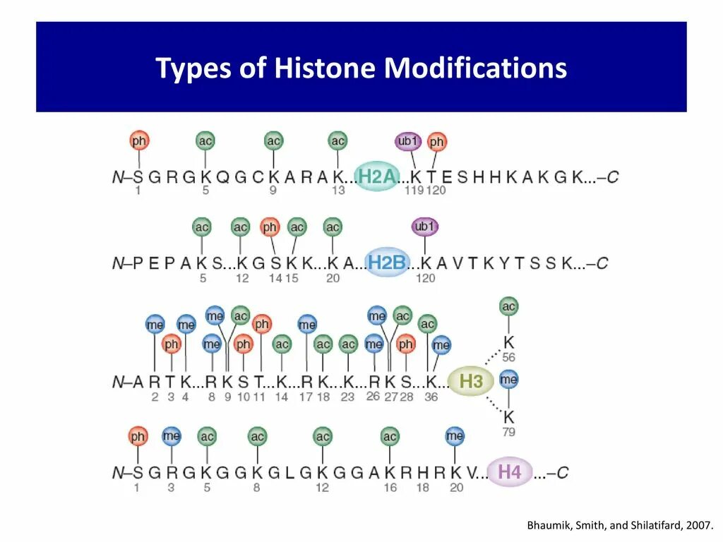 Histone. Histone логотип. Кассы Histone. Waves of Histone modifications. 11 б ген