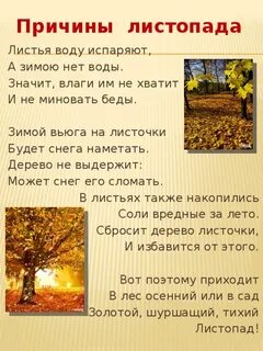 В какое время года листопад