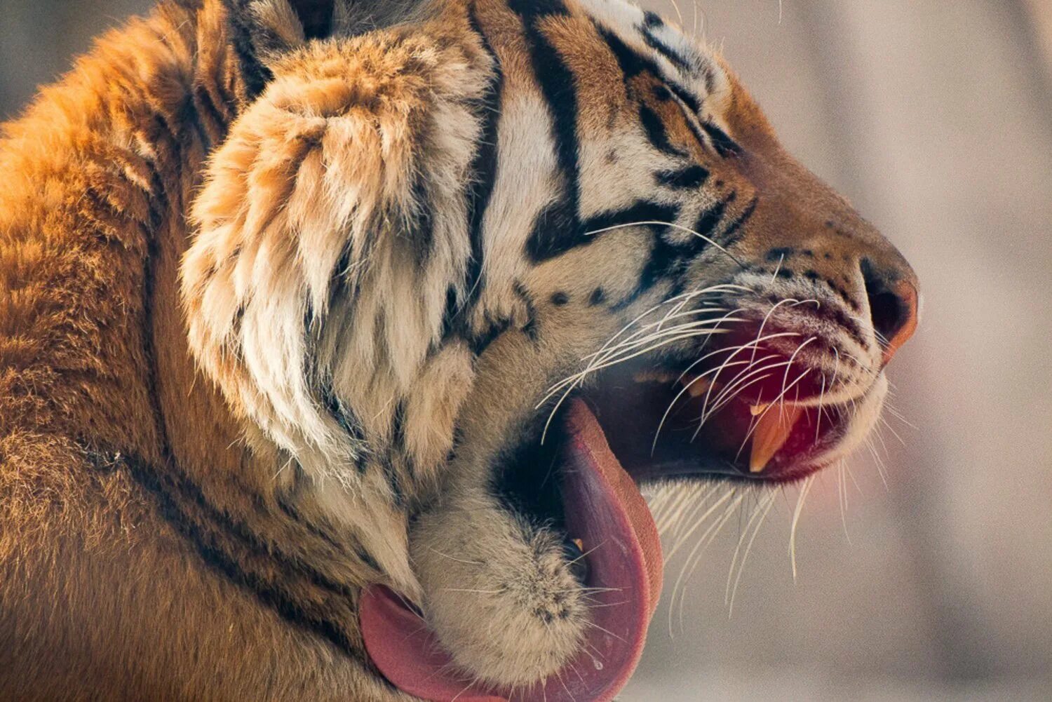 мордочка тигра. тигр картинки. взгляд тигра. тигр взгляд. тигр обои.